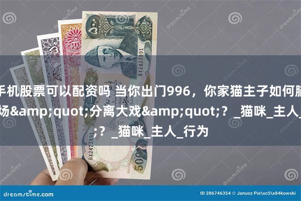 手机股票可以配资吗 当你出门996，你家猫主子如何脑补这场&quot;分离大戏&quot;？_猫咪_主人_行为