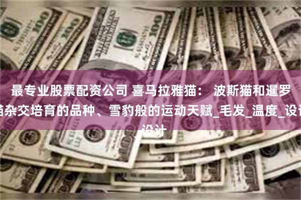最专业股票配资公司 喜马拉雅猫： 波斯猫和暹罗猫杂交培育的品种、雪豹般的运动天赋_毛发_温度_设计